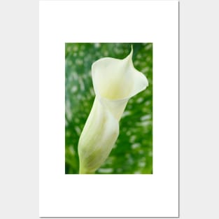 Zantedeschia  'Black Eyed Beauty'  Arum lily Posters and Art